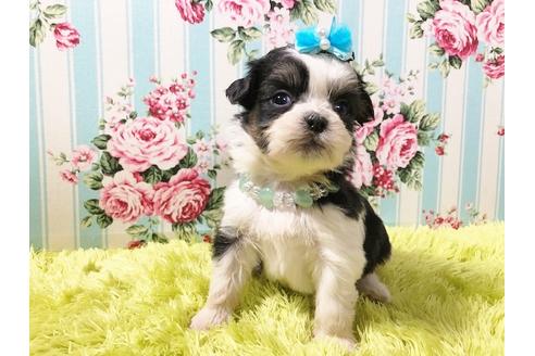 成約済の秋田県のミックス犬-73015の5枚目