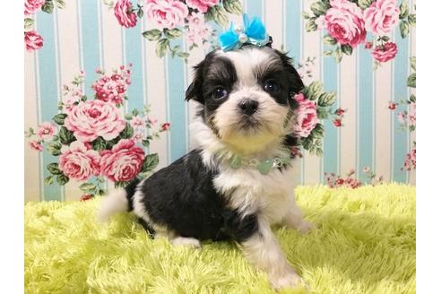 成約済の秋田県のミックス犬-73015の4枚目