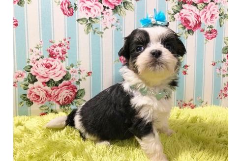 成約済の秋田県のミックス犬-73015の3枚目