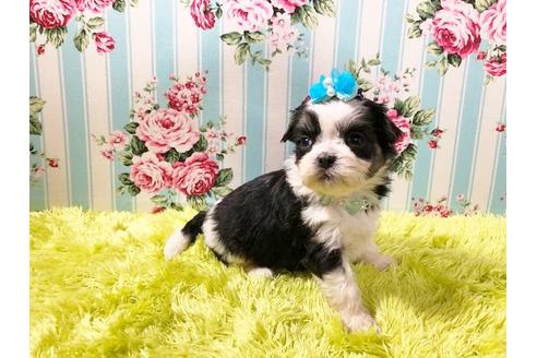 成約済の秋田県のミックス犬-73015の2枚目