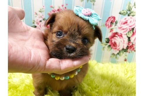 成約済の秋田県のミックス犬-73390