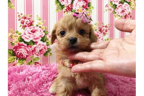 成約済の秋田県のミックス犬-74612