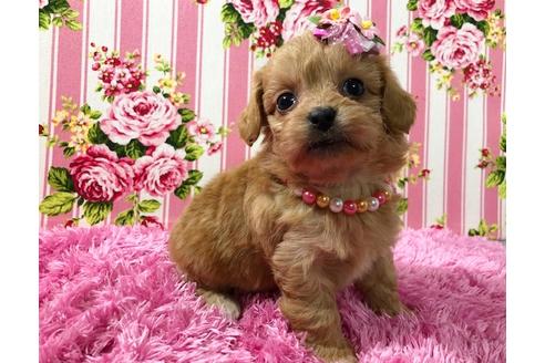 成約済の秋田県のミックス犬-74612の7枚目
