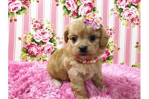 成約済の秋田県のミックス犬-74612の6枚目