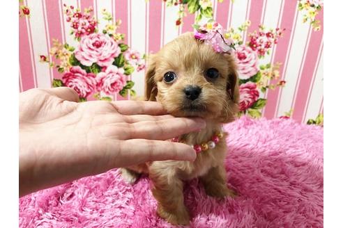 成約済の秋田県のミックス犬-74612の5枚目