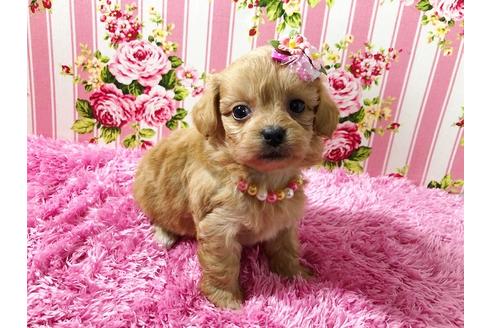 成約済の秋田県のミックス犬-74612の4枚目