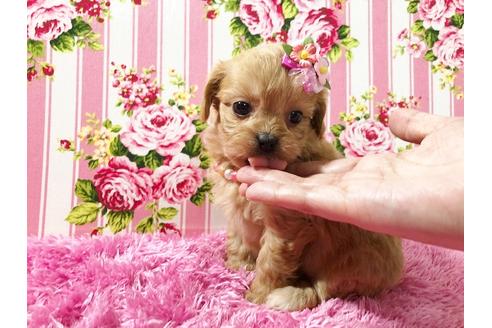 成約済の秋田県のミックス犬-74612の3枚目