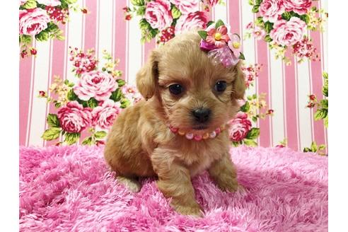 成約済の秋田県のミックス犬-74612の2枚目