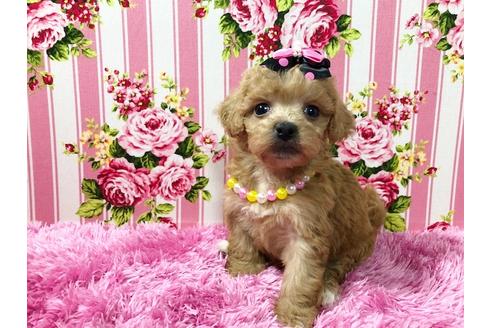 成約済の秋田県のミックス犬-74614
