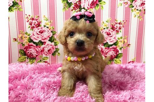 成約済の秋田県のミックス犬-74614の4枚目