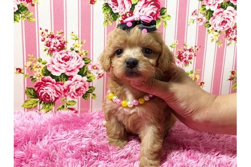 成約済の秋田県のミックス犬-74614の3枚目