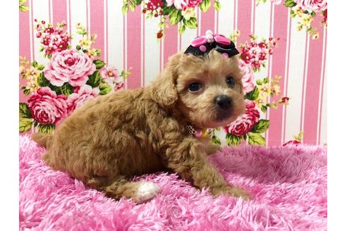 成約済の秋田県のミックス犬-74614の2枚目