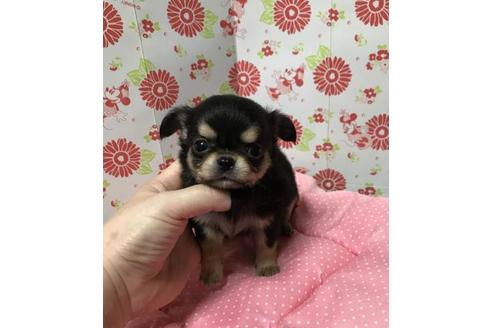 成約済の愛知県のチワワ(ロングコート)-74616の1枚目