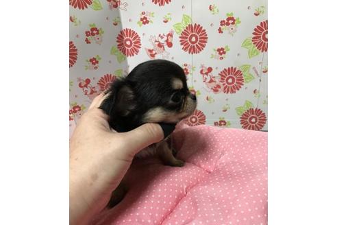 成約済の愛知県のチワワ(ロングコート)-74616の3枚目