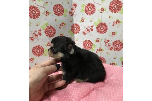 成約済の愛知県のチワワ(ロングコート)-74616の2枚目