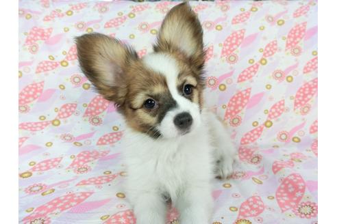 成約済の千葉県のパピヨン-73267の4枚目