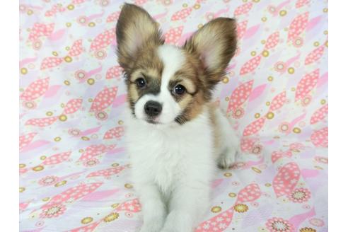 成約済の千葉県のパピヨン-73267の3枚目