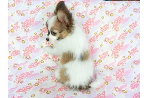 成約済の千葉県のパピヨン-73267の2枚目