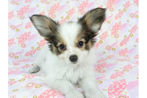 成約済の千葉県のパピヨン-73266の1枚目