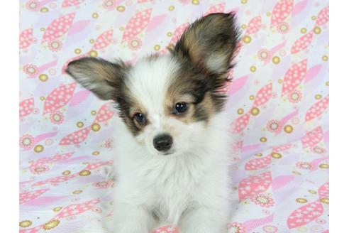 成約済の千葉県のパピヨン-73266の4枚目