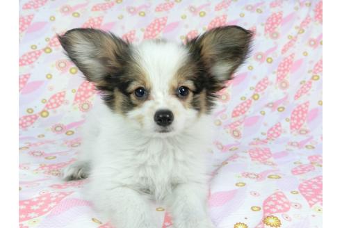 成約済の千葉県のパピヨン-73266の3枚目