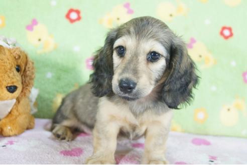 成約済の兵庫県のミニチュアダックスフンド(ロングヘアード)-73854の2枚目