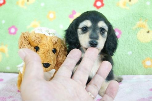 成約済の兵庫県のミニチュアダックスフンド(ロングヘアード)-73842の1枚目