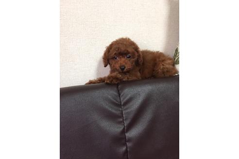 成約済の兵庫県のトイプードル-72719の3枚目