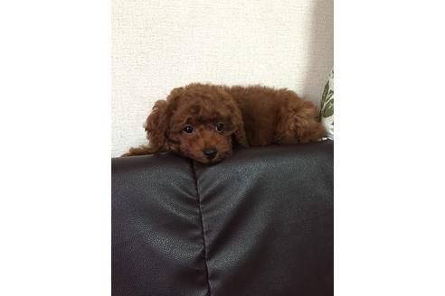 成約済の兵庫県のトイプードル-72719の2枚目