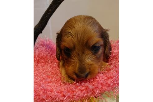 子犬
