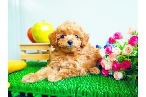 子犬