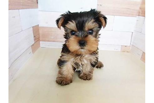 成約済の福岡県のヨークシャーテリア-74707の1枚目