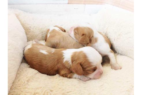 成約済の福岡県のキャバリアキングチャールズスパニエル-74708の2枚目