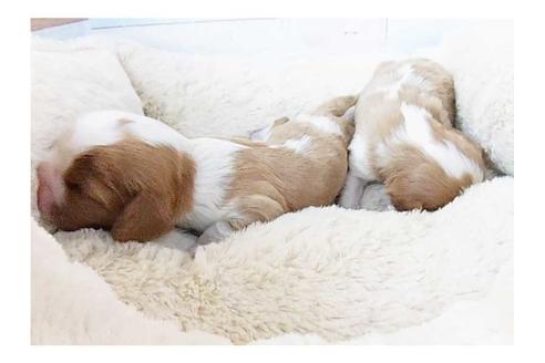 成約済の福岡県のキャバリアキングチャールズスパニエル-74709の2枚目