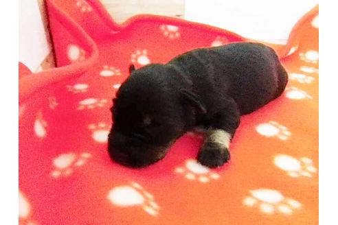 成約済の福岡県のミニチュアシュナウザー-74711