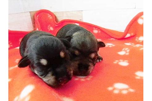 成約済の福岡県のミニチュアシュナウザー-74714の1枚目