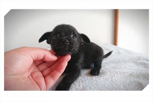岡山県のミックス犬 男の子 2019 05 18生まれ ブラック 子犬id 71965 ブリーダーナビ