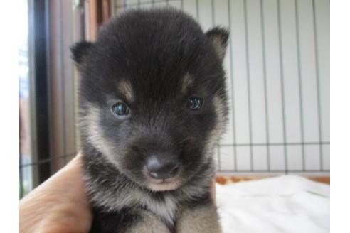 成約済の岡山県の豆柴-74330