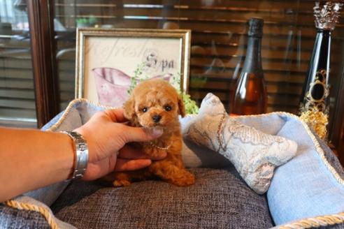 成約済の埼玉県のトイプードル-74728の1枚目