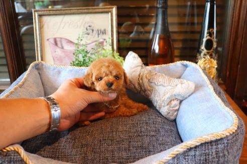 成約済の埼玉県のトイプードル-74728の5枚目