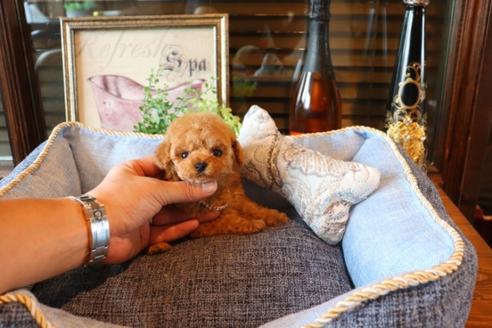 成約済の埼玉県のトイプードル-74728の4枚目