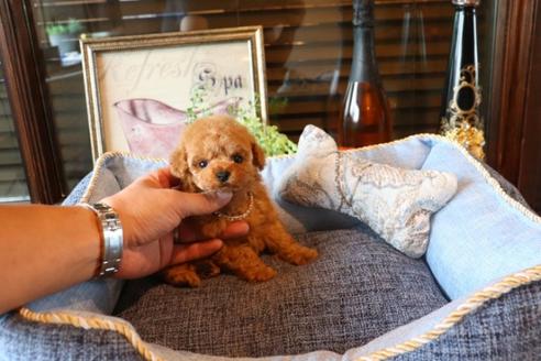 成約済の埼玉県のトイプードル-74728の3枚目