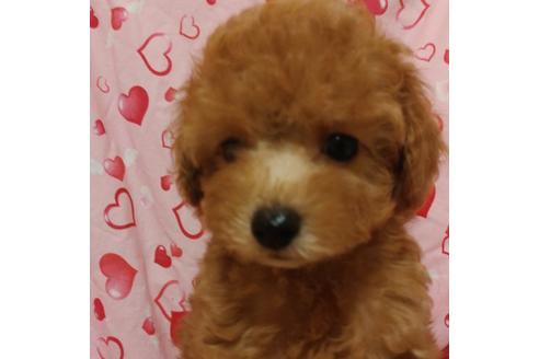 成約済の静岡県のティーカッププードル-74733の1枚目