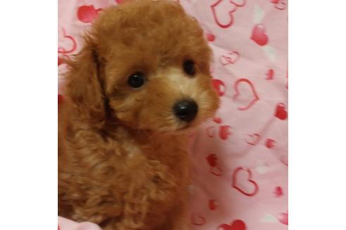 成約済の静岡県のティーカッププードル-74733の3枚目