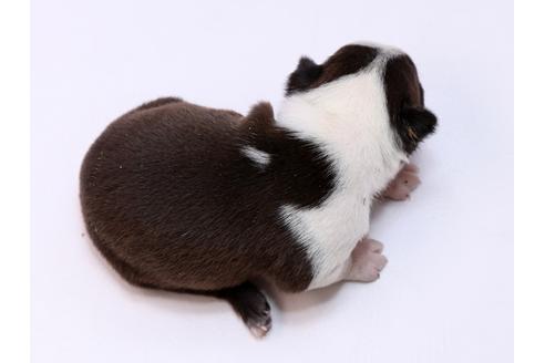 成約済の栃木県のボストンテリア-74778の3枚目