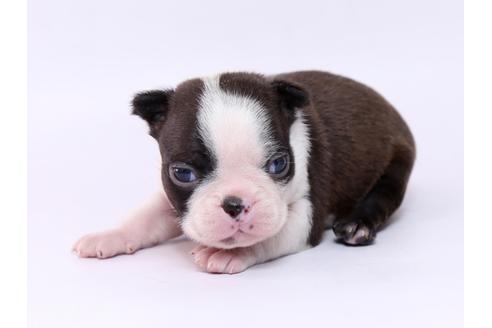 成約済の栃木県のボストンテリア-74778の2枚目