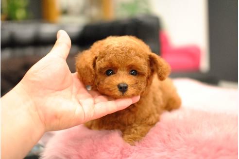 成約済の茨城県のタイニープードル-74184の1枚目
