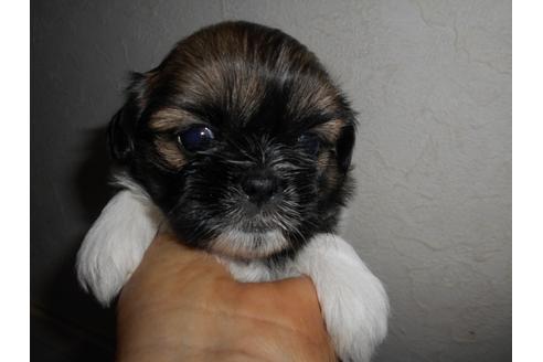 成約済の福岡県のシーズー-74789