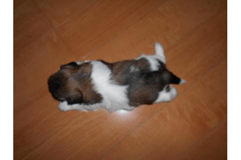 成約済の福岡県のシーズー-74789の5枚目