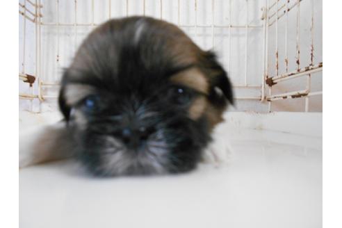 成約済の福岡県のシーズー-74789の4枚目